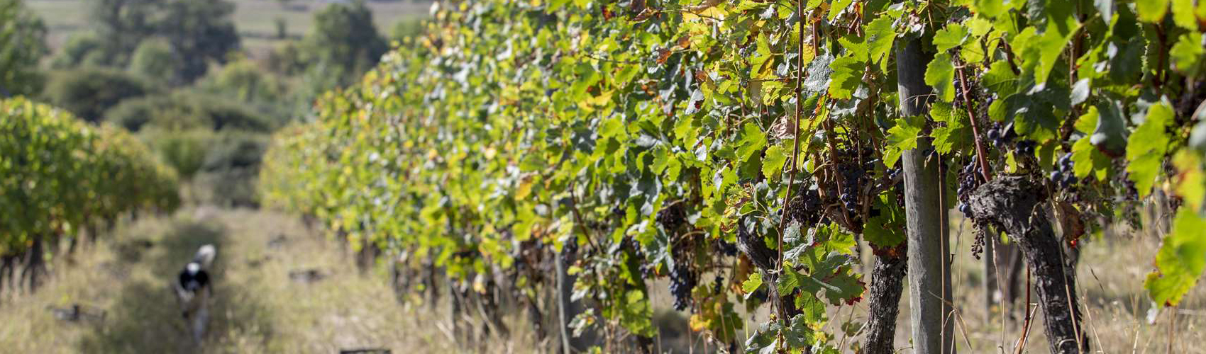 vins nature vigne
